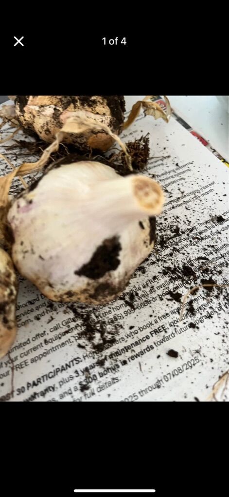 Seeding garlic (heirloom Variety)-Inchelium Red