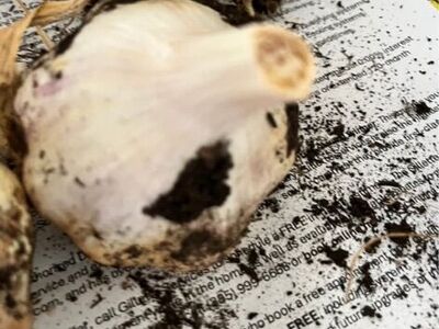 Seeding garlic (heirloom Variety)-Inchelium Red