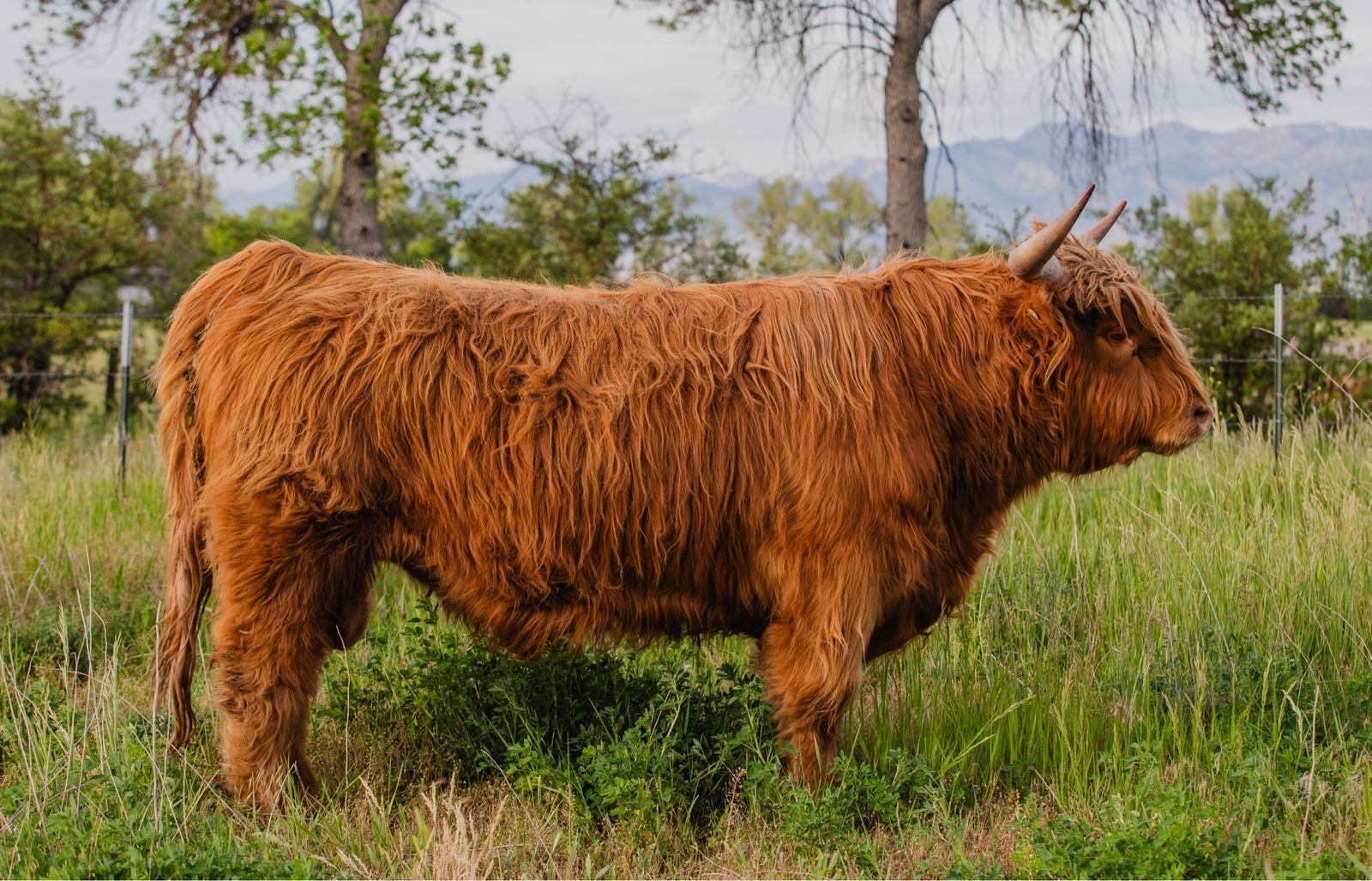 FSH Darwin ACHA Registered Highland Bull