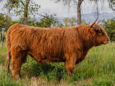 FSH Darwin ACHA Registered Highland Bull