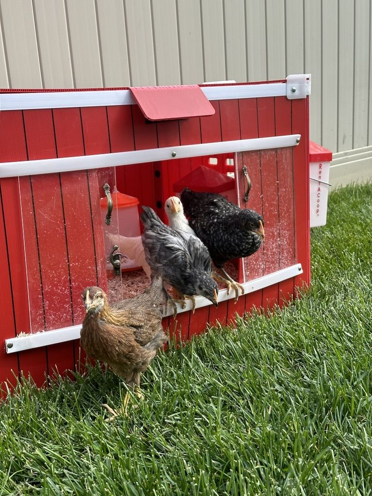 Little Red Barn brooder And Accessories