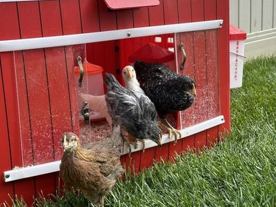 Little Red Barn brooder And Accessories