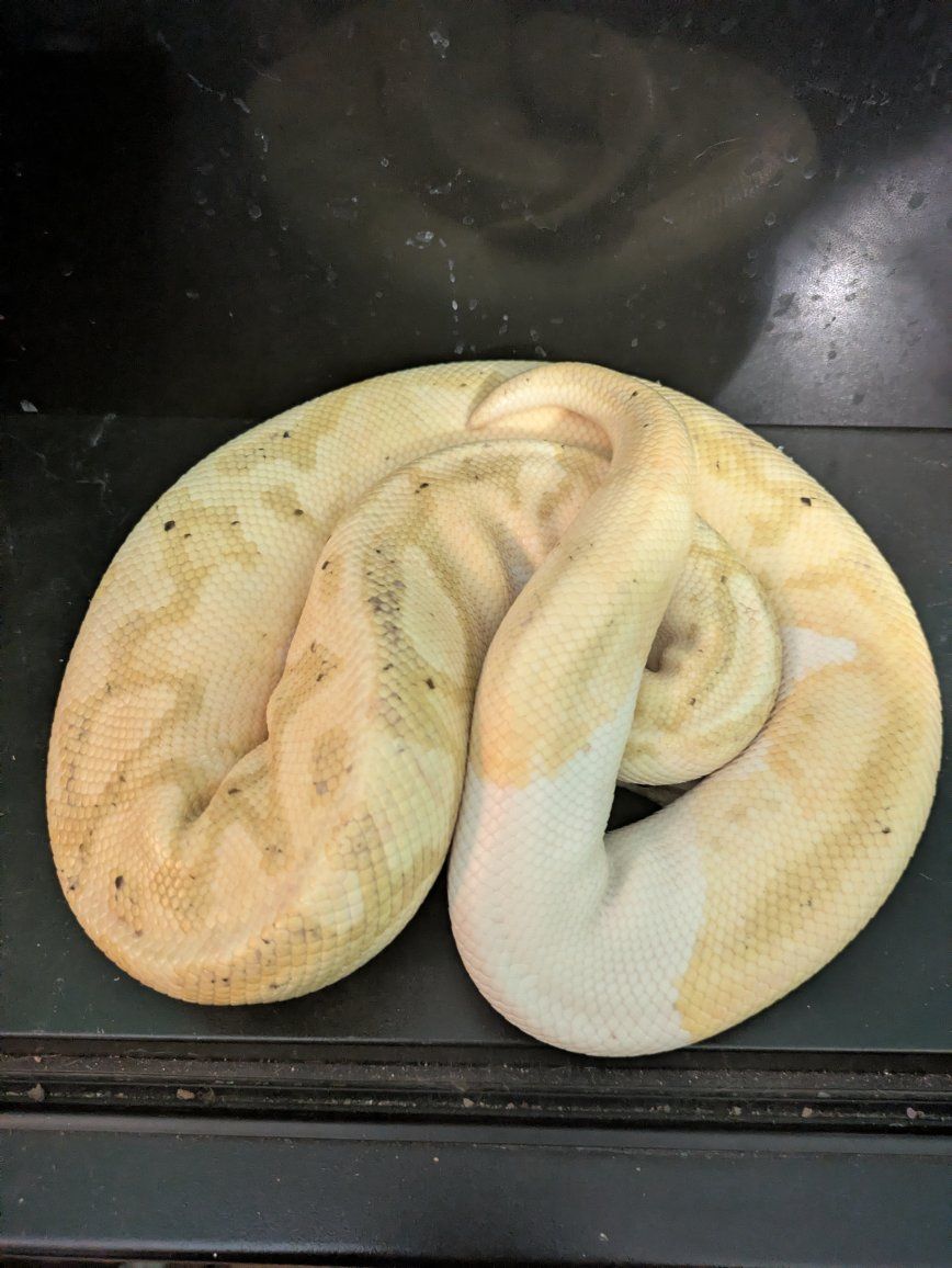 ball python
