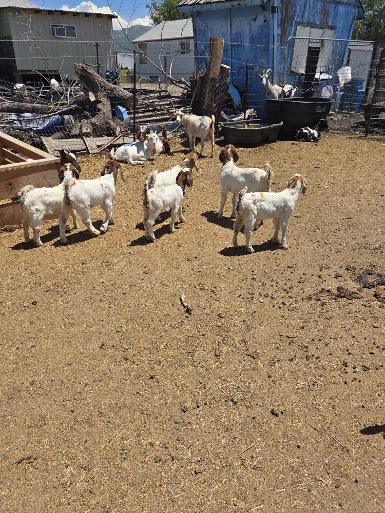 6 boer goats