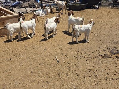 6 boer goats