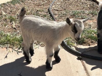 Nigerian Dwarf/Pigmy Buckling