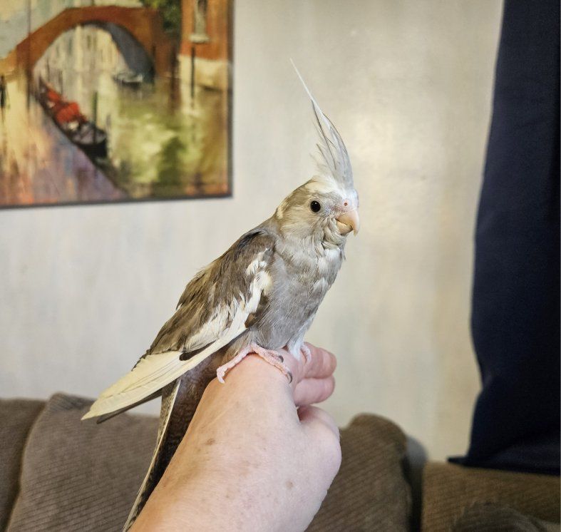 Last Hand-Fed Baby Cockatiel