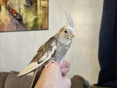 Last Hand-Fed Baby Cockatiel