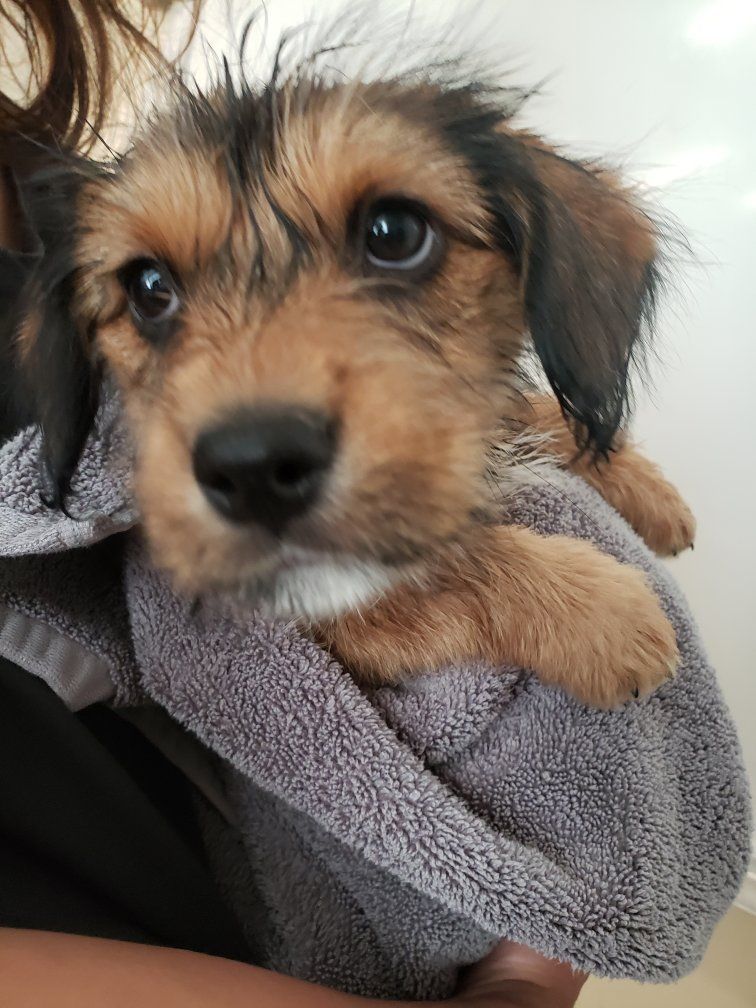 Mini Shorkie Shepherds