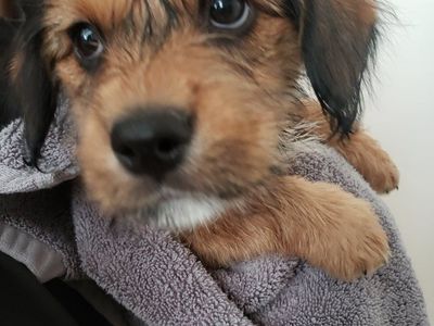 Mini Shorkie Shepherds