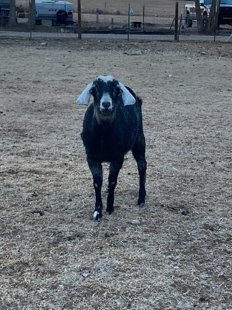 Nubian Doe (possibly Pregnant)