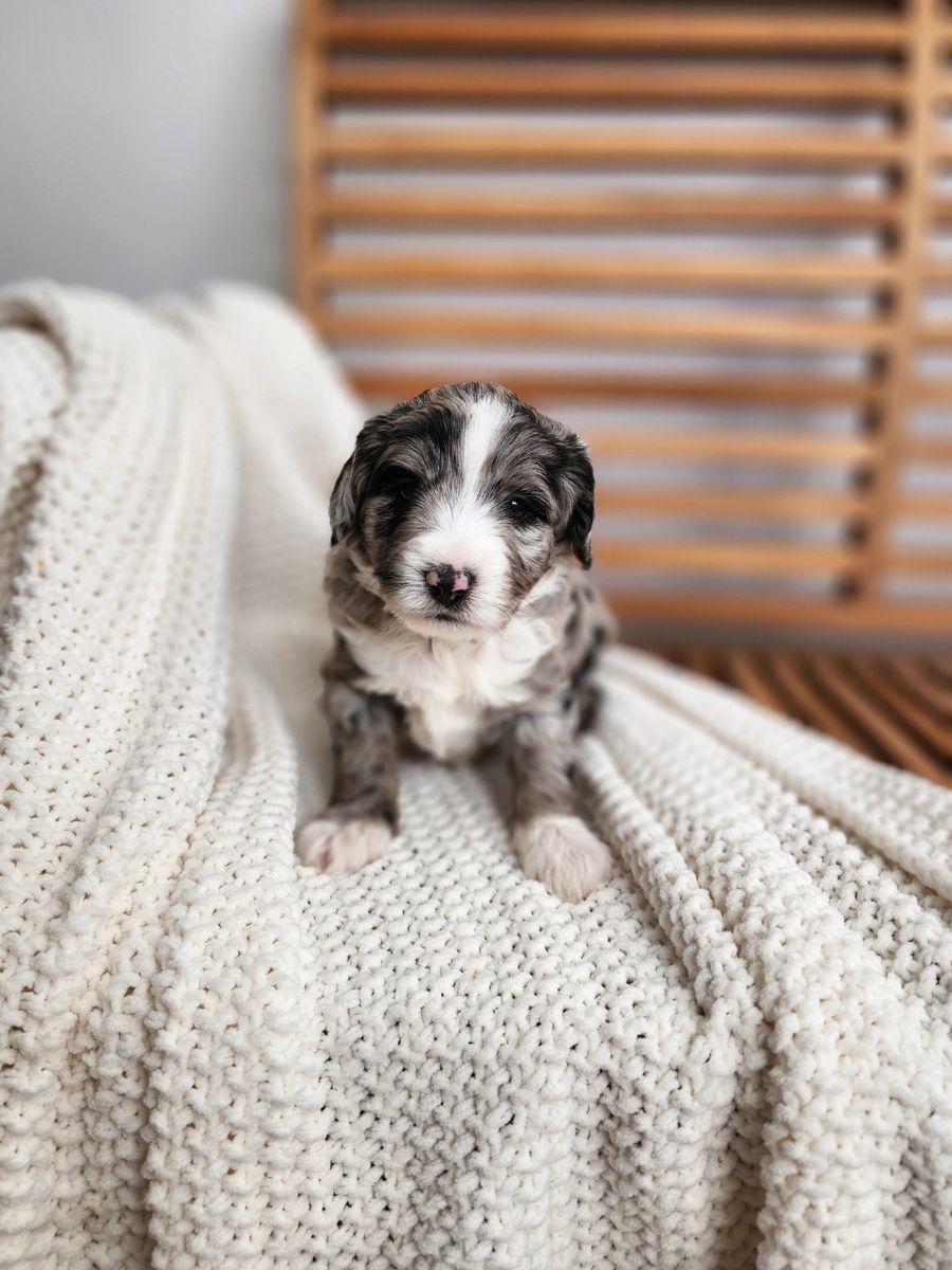 Mountain Sheepadoodle Puppies (Sheepadoodle x Bernedoodle)