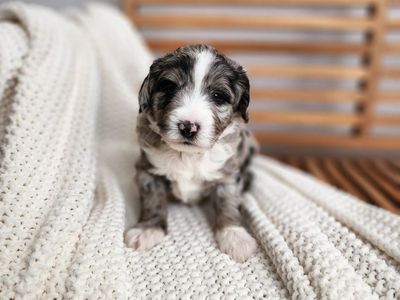 Mountain Sheepadoodle Puppies (Sheepadoodle x Bernedoodle)