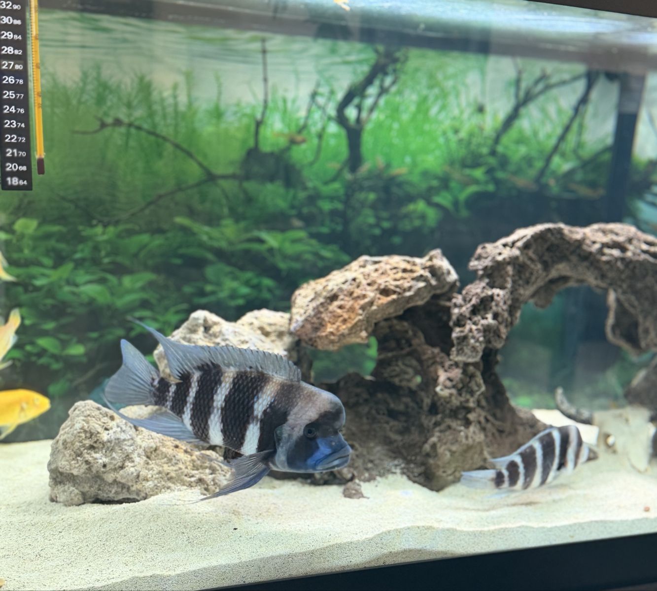 7" Cyphotilapia frontosa