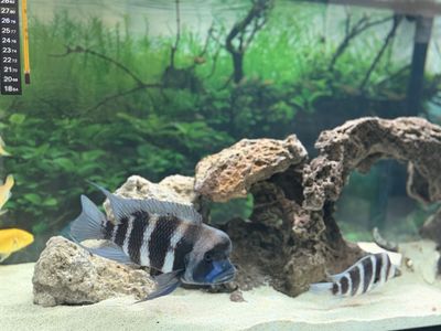 7" Cyphotilapia frontosa