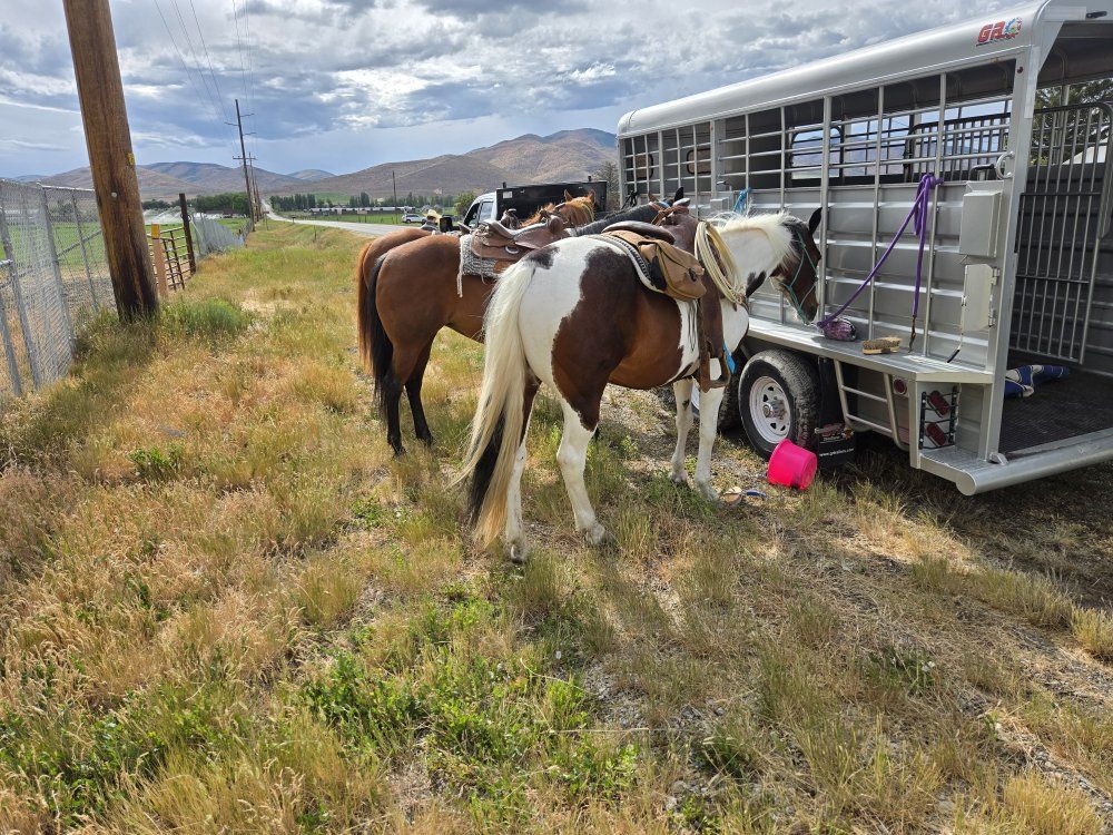 kid horse