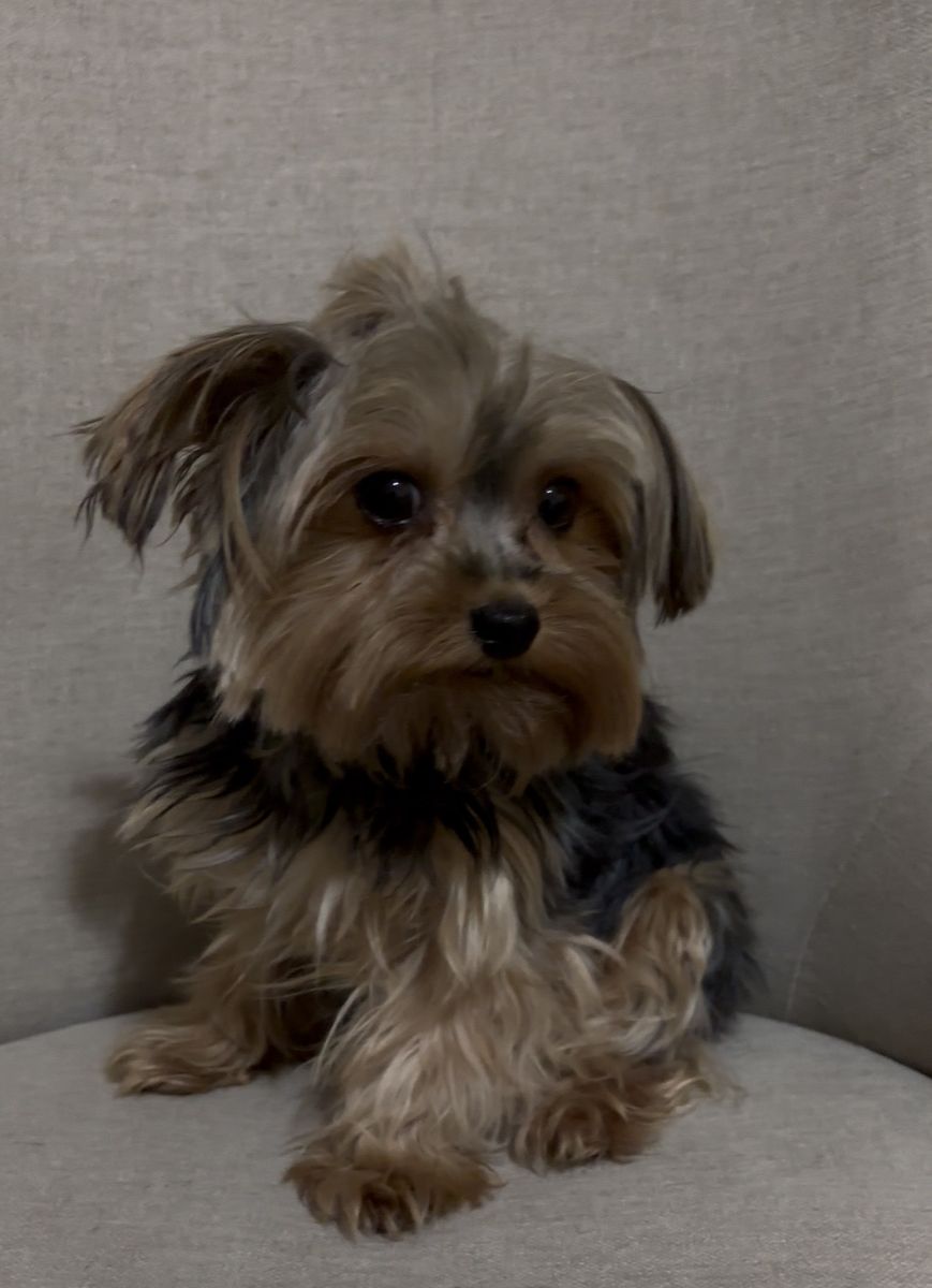 Purebred Teacup Female Yorkie