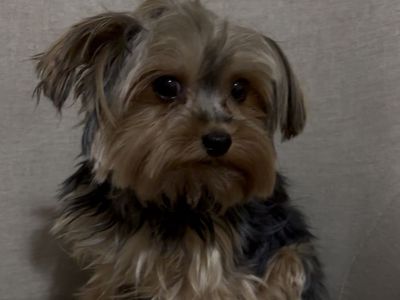 Purebred Teacup Female Yorkie