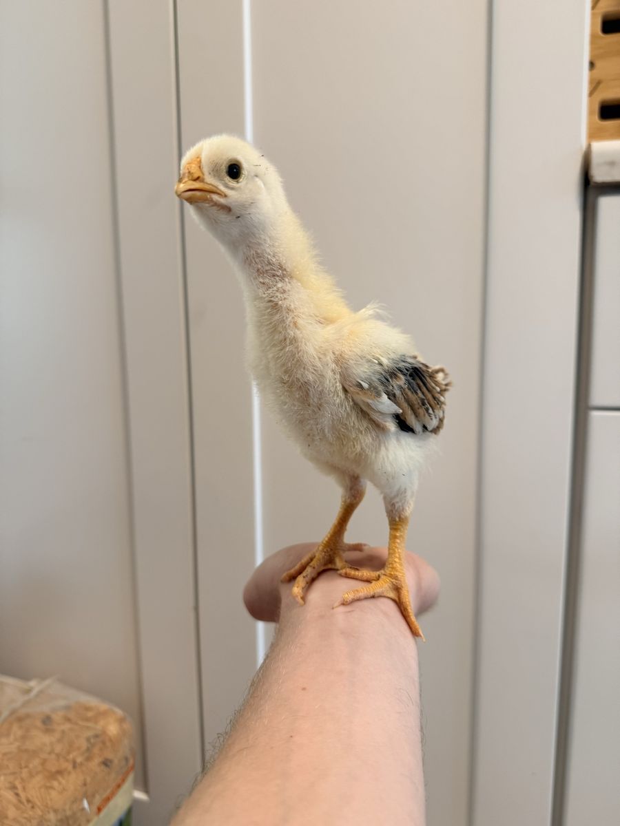 INDIO GIGANTE CHICKS WORLDS TALLEST CHICKEN BREED