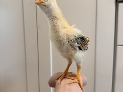INDIO GIGANTE CHICKS WORLDS TALLEST CHICKEN BREED