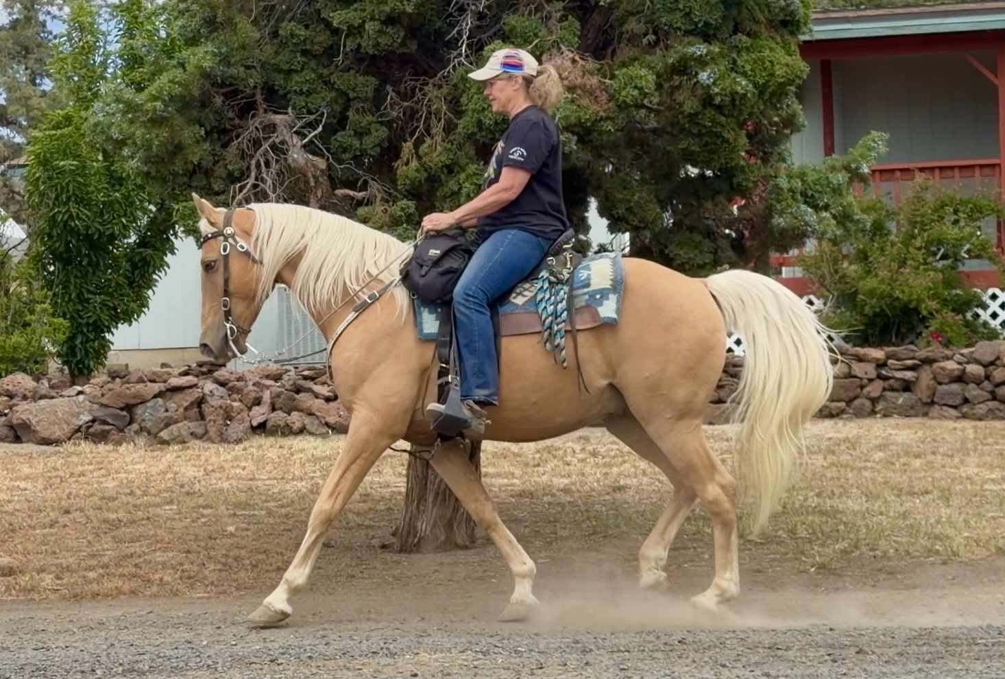 Beautiful 8 yr MFT gelding