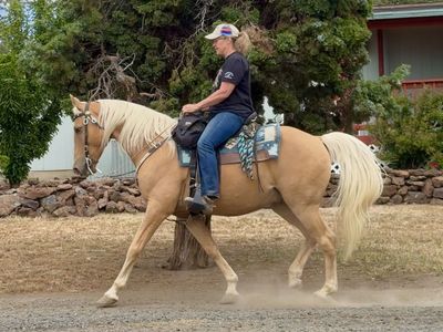 Beautiful 8 yr MFT gelding