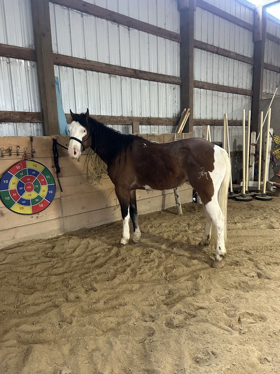 2020 AQHA gelding