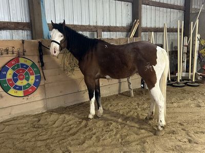 2020 AQHA gelding