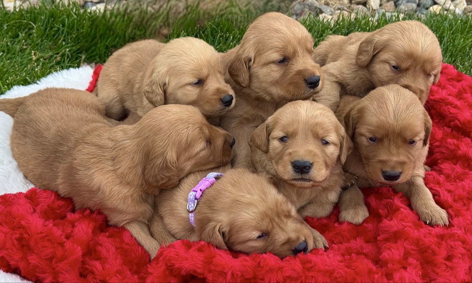 AKC Golden Retriever Puppies