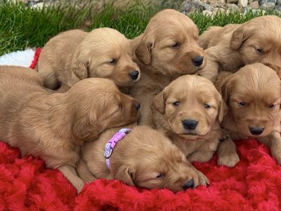 AKC Golden Retriever Puppies