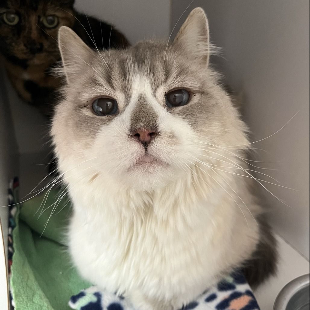 Hello my name is Poofington