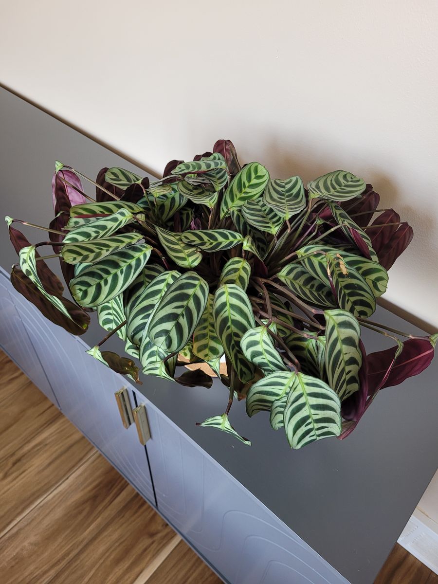 Prayer plant 6 inch