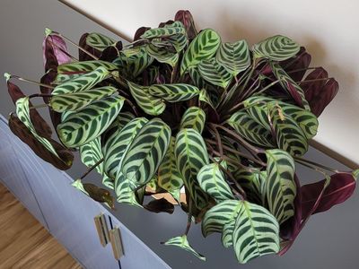 Prayer plant 6 inch