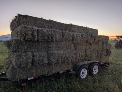 Alfalfa hay