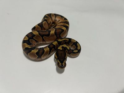 Ball Python Reptile #43