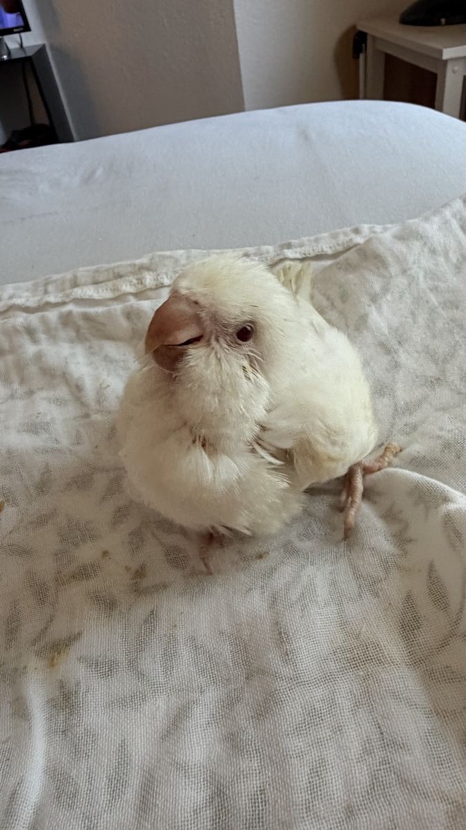 Quaker 
