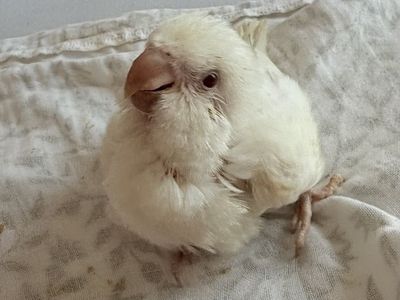 Quaker