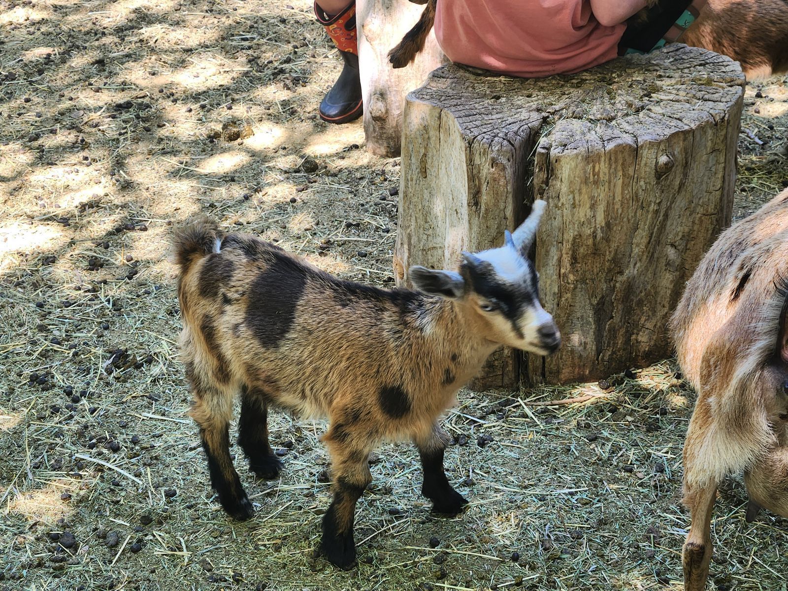 Nigerian Dwarf Goat Kids for sale