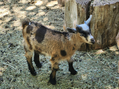 Nigerian Dwarf Goat Kids for sale