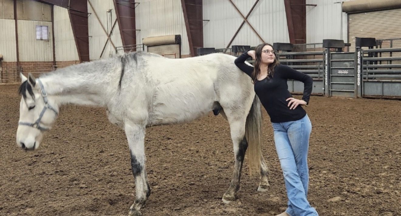 Tall Gelding!!
