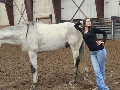 Tall Gelding!!