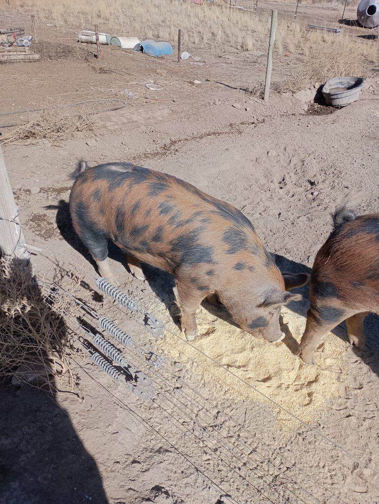 Tamsworth/Berkshire Gilt