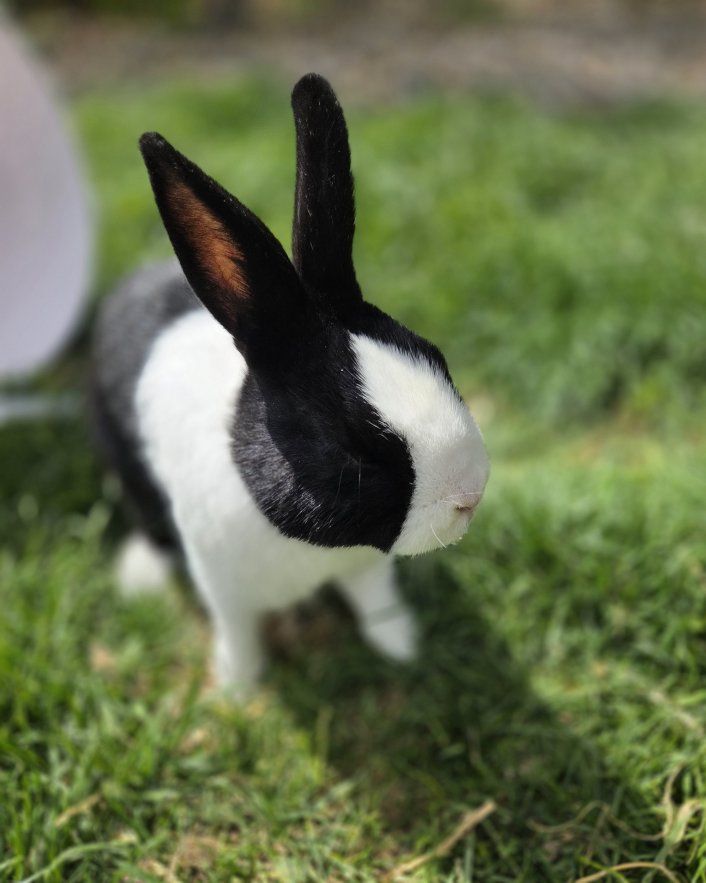 Pedigreed Dutch Bunny Rabbit