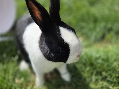 Pedigreed Dutch Bunny Rabbit