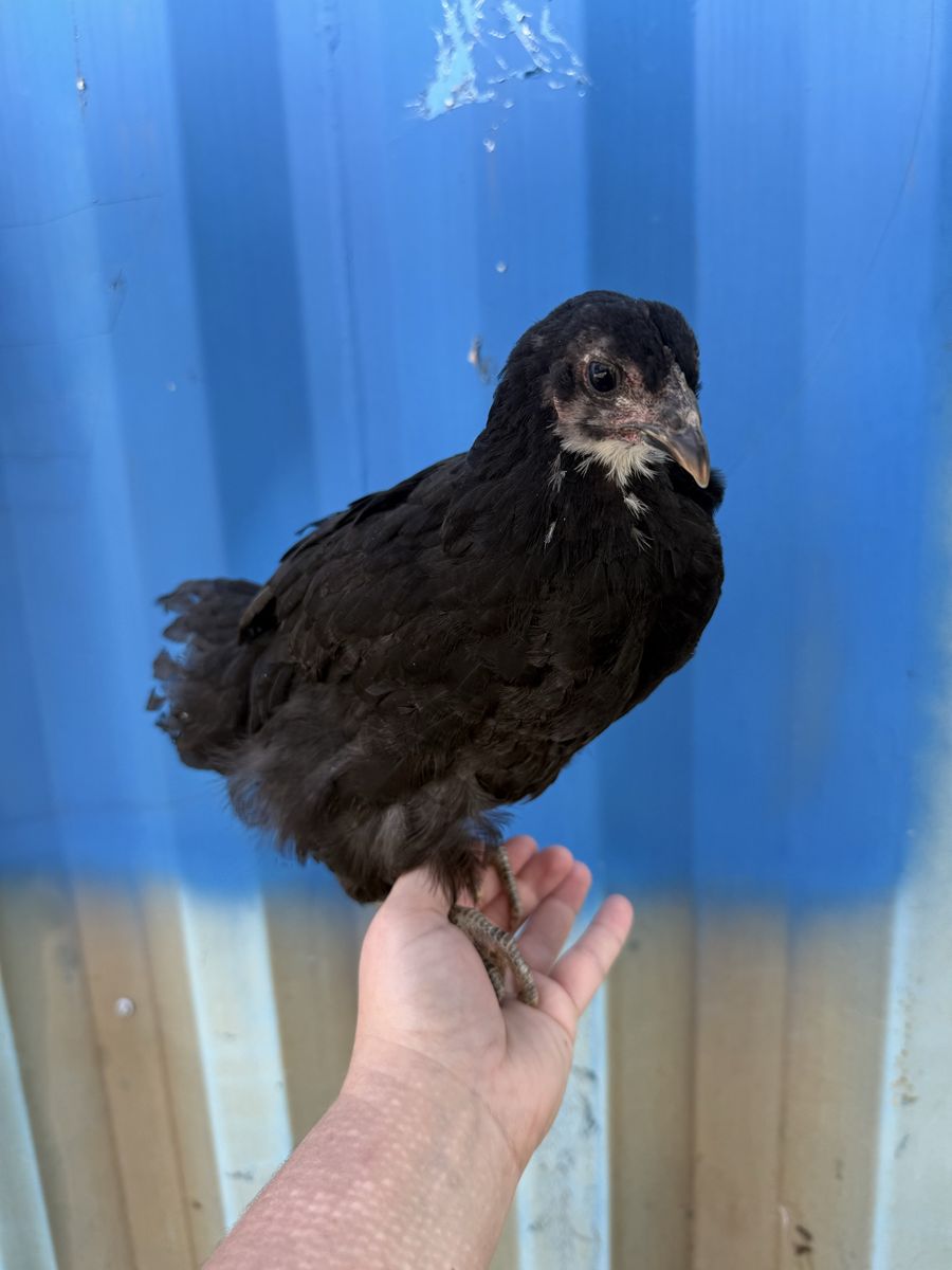 2 Jersey giants and 2 barred rock pullets
