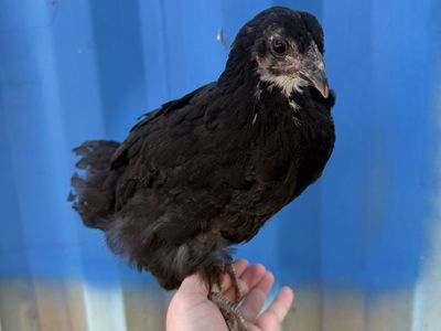 2 Jersey giants and 2 barred rock pullets