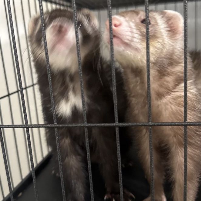 Ferrets male and female