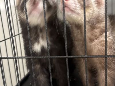 Ferrets male and female