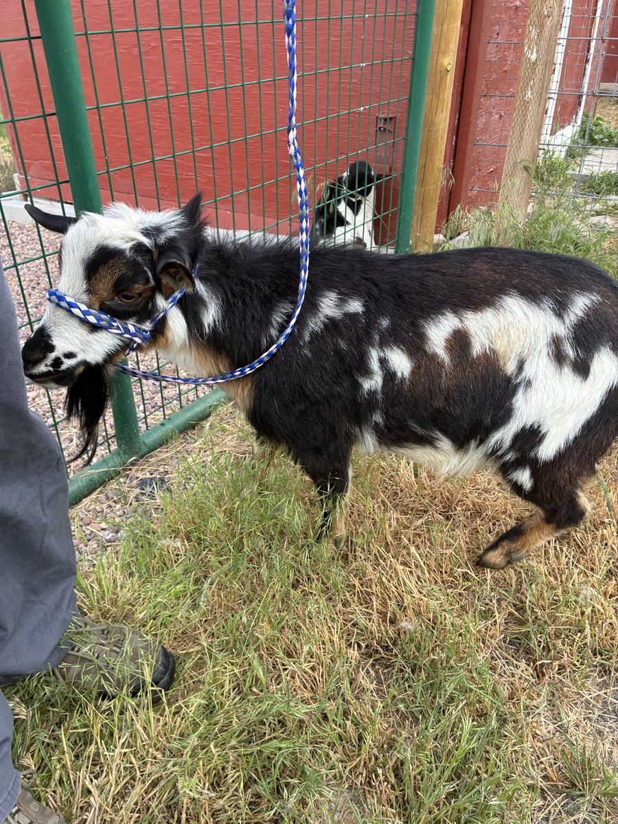 Tiny, Friendly Nigerian Dwarf Doe registered with AGS & ADGA