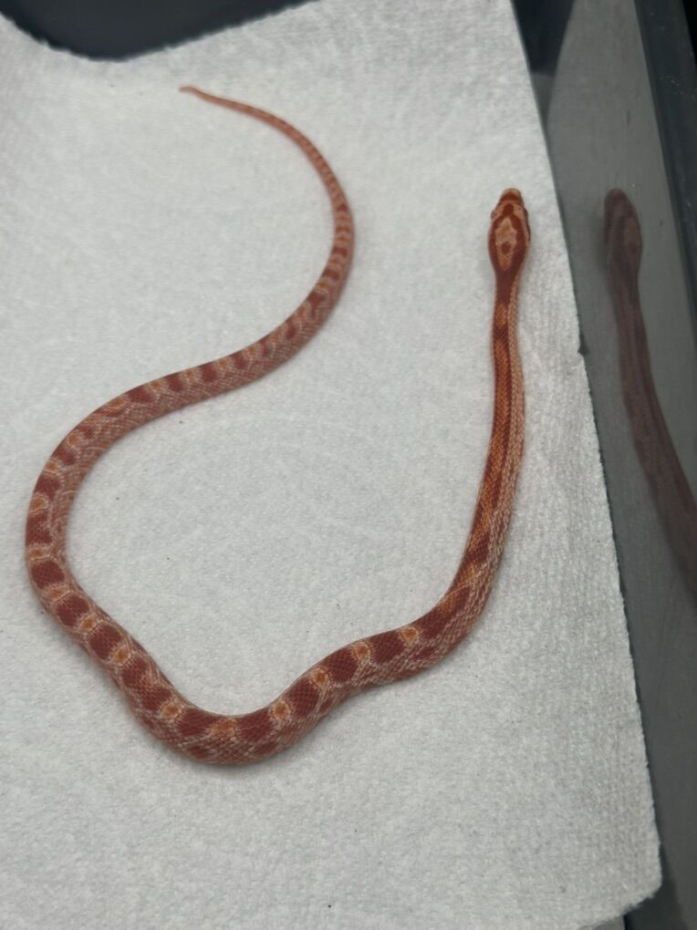 Baby Male Albino Corn